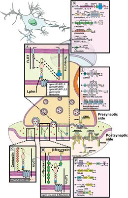 Latrophilins: A Neuro-Centric View of an Evolutionary Conserved Adhesion G Protein-Coupled Receptor Subfamily